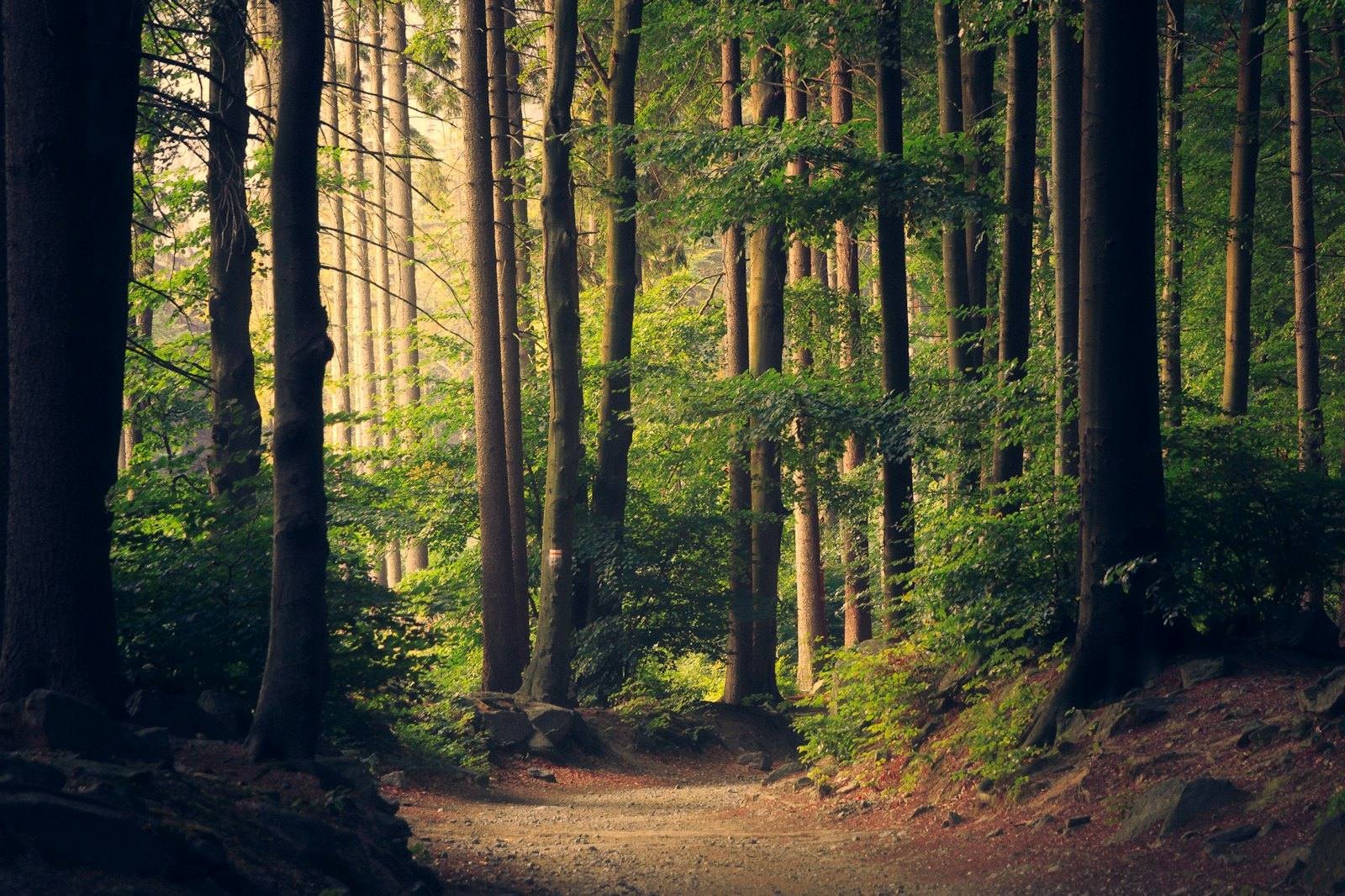 Warm sunlight filtering through a tall green forest onto a quiet path